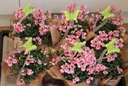 Rosa Blumen mit gelben Deko-Schmetterlingen